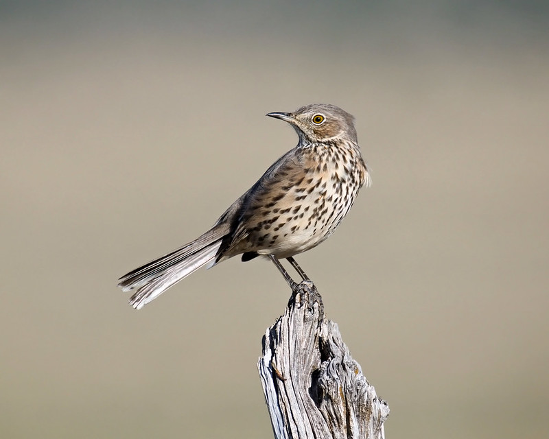 Sage Thrasher with a yellow eye and spotted breast perched on weathered wood near Black Mesa State Park.