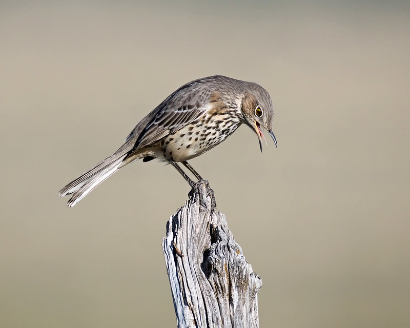Sage Thrasher leaning forward with its bill open on a weathered wooden perch near Black Mesa, Oklahoma.