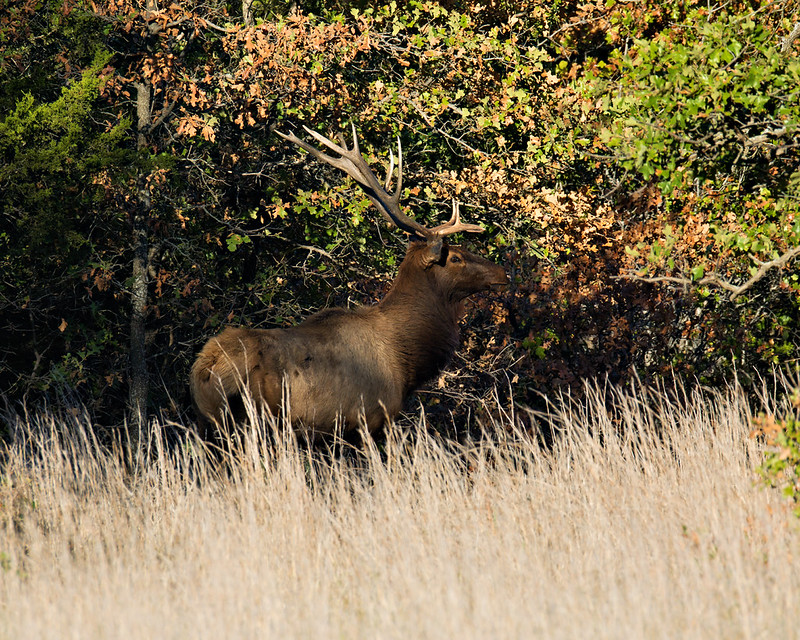 Bull elk standing in tall grass beside woodland at Wichita Mountains Wildlife Refuge in Oklahoma.