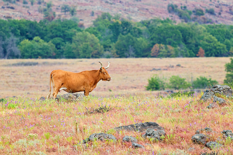 Texas Longhorn standing among rocks, grasses, and wildflowers in its Wichita Mountains habitat in Oklahoma.