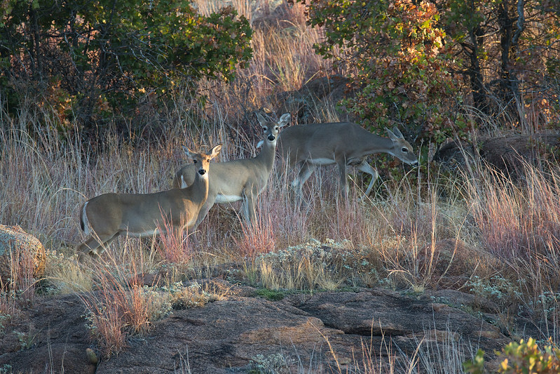 Three white-tailed does among tall grass and rocks at Wichita Mountains Wildlife Refuge.