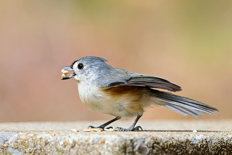 One of the Doris Campground titmice holding three sunflower kernels in its beak.