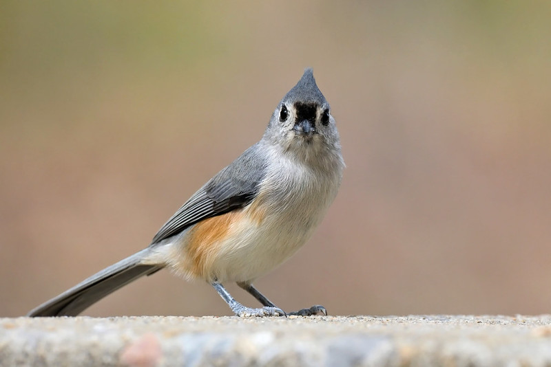 Tufted Titmouse perched on a rough surface, facing the camera against a soft brown background.