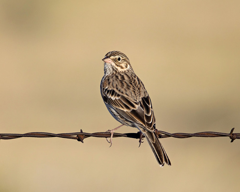 Vesper Sparrow perched on barbed wire near Black Mesa, showing its pale eye-ring and patterned back and wings.