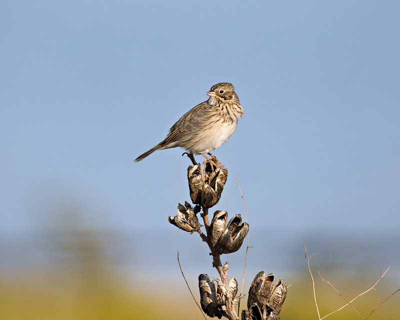 Vesper Sparrow perched on a dried seed stalk near Black Mesa State Park, with its streaked breast visible.