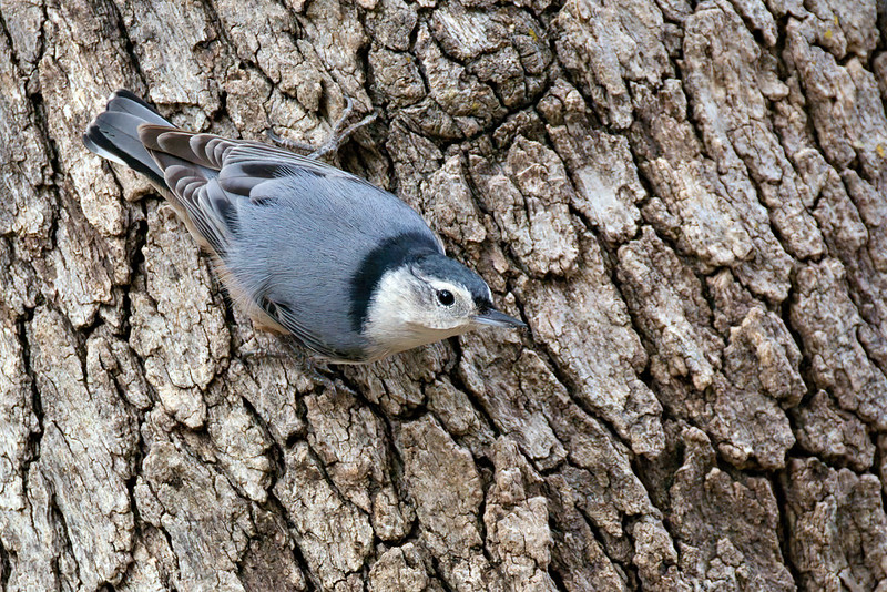 White-breasted Nuthatch clinging headfirst to deeply ridged tree bark.