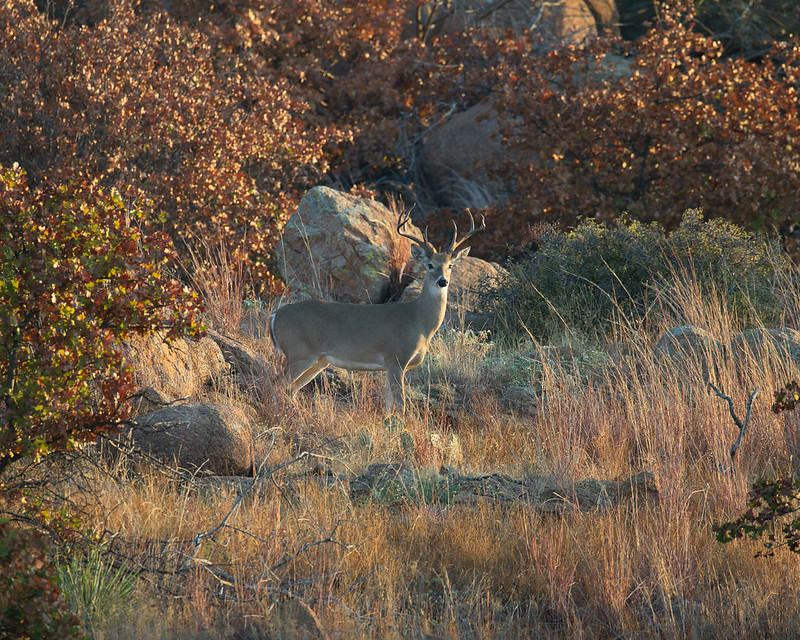 White-tailed buck standing among rocks and sunlit grass at Wichita Mountains Wildlife Refuge.