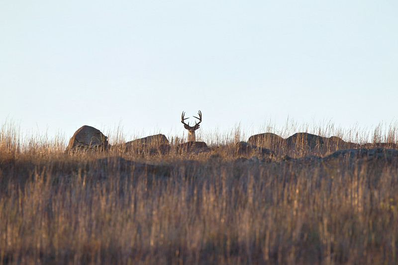 White-tailed buck facing the camera above a rocky, grassy ridge at Wichita Mountains Wildlife Refuge.