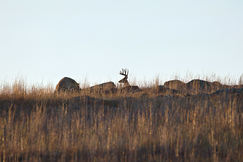 White-tailed buck in profile with its head and antlers above rocks and grass at Wichita Mountains Wildlife Refuge.