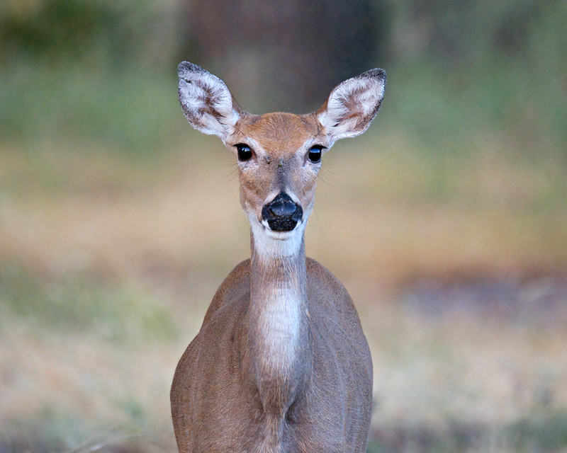 White-tailed Deer facing the camera with its ears raised against a blurred woodland background.
