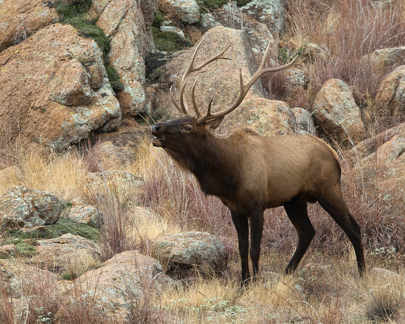Bull elk bugling in dry grass beside large boulders at Wichita Mountains Wildlife Refuge.