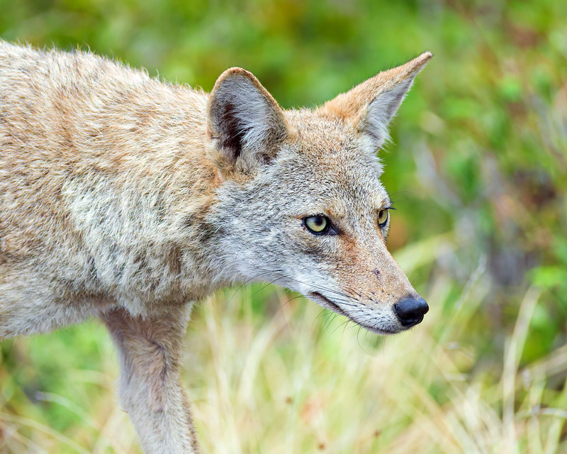 Close-up of a coyote with upright ears and yellow eyes against green vegetation at Wichita Mountains Wildlife Refuge.