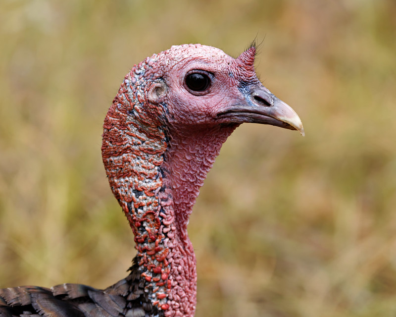 Close view of a Wild Turkey's head and neck in profile against a soft green and brown background.