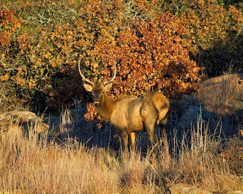 Younger bull elk standing among boulders and dry grass with orange foliage behind it in Wichita Mountains Wildlife Refuge.