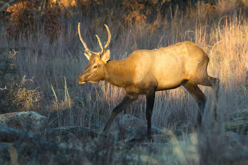 Younger bull elk with velvet remaining on its antlers walking through dry grass in Wichita Mountains Wildlife Refuge.