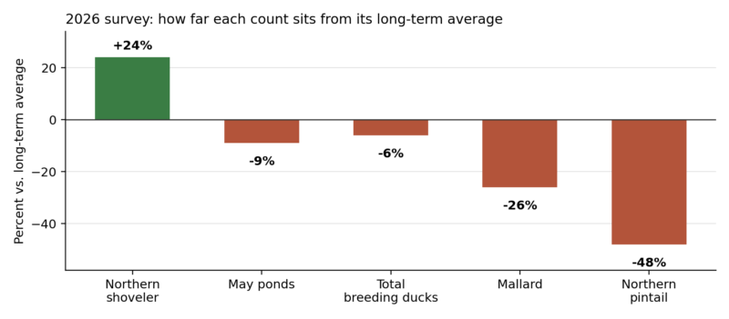 Bar graph showing 2026 duck survey results compared to long-term averages, with Mallards at 74%, Pintails at 52%, and Northern Shovelers at 124%.