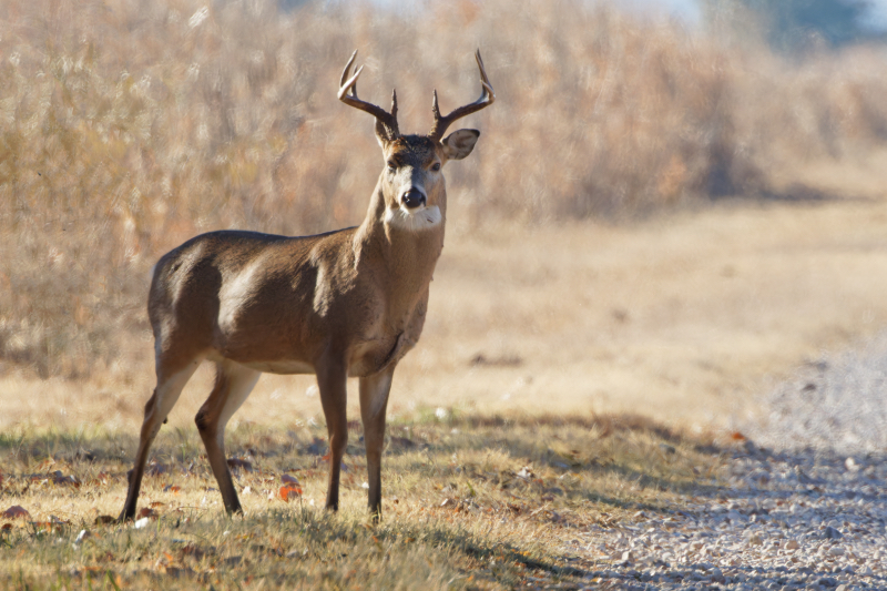 8-point White-tailed Buck On Side Of The Auto Tour Road
