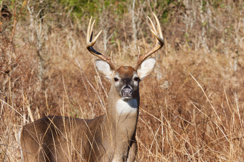 8-point Whitetail Buck During Rut