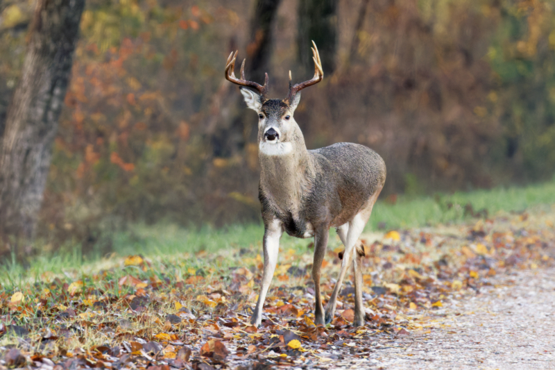 9-point Whitetail Buck Next to Road