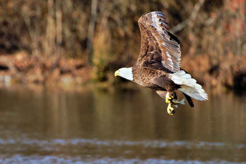 A Bald Eagle Secures A Crappie In Its Sharp Talons