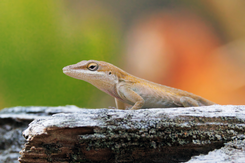 A Brown-Colored Green Anole on a Weathered Log