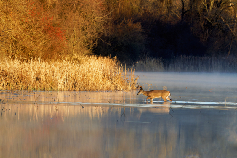 A Buck's Sunrise Slough Crossing