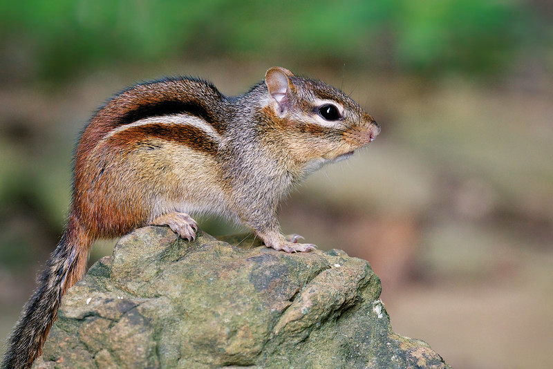 A Chipmunk Perched on a Rock