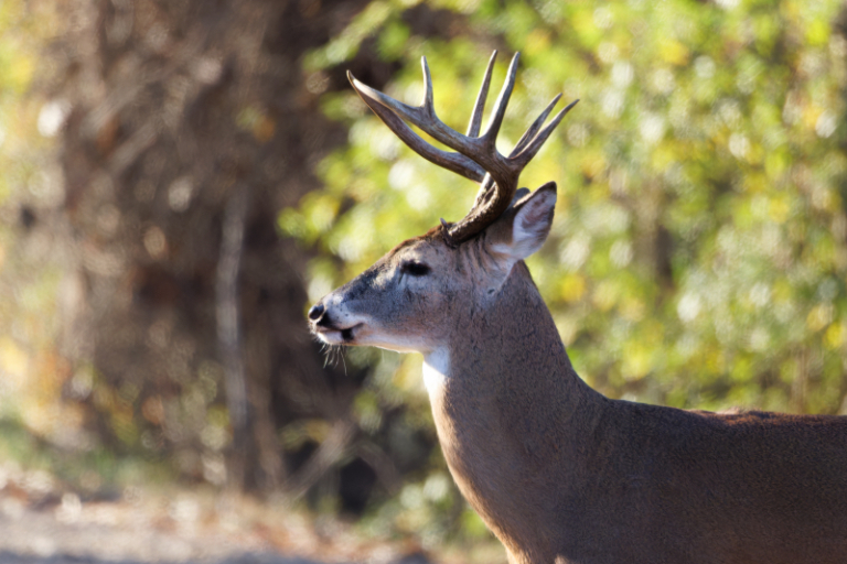 13 point whitetail buck