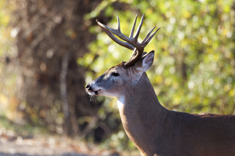 A Close Encounter with a 9-Point Whitetail Buck Crossing The Road