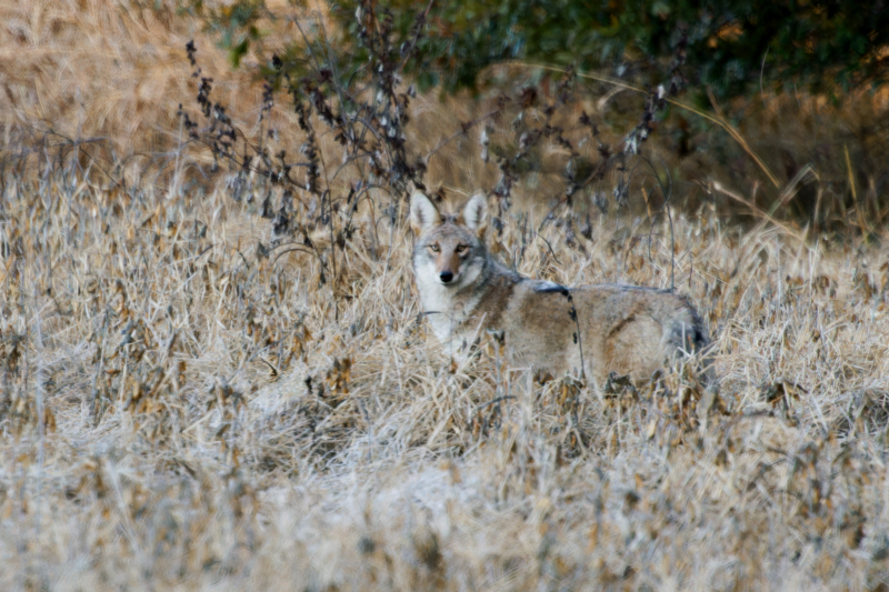 A Coyote Cautiously Watching From The Cover Of Dense Grasses