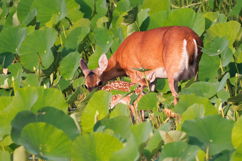 A Doe Meticulously Grooms Her Fawn