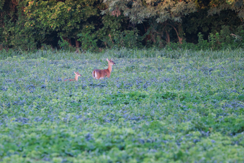 A Doe and Fawn in a Field
