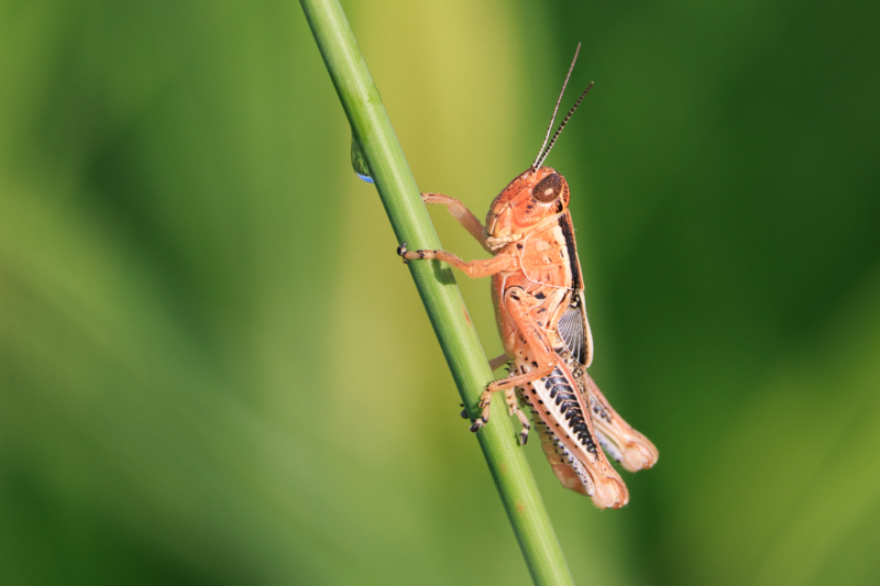 A Grasshopper Perched on a Plant Stem