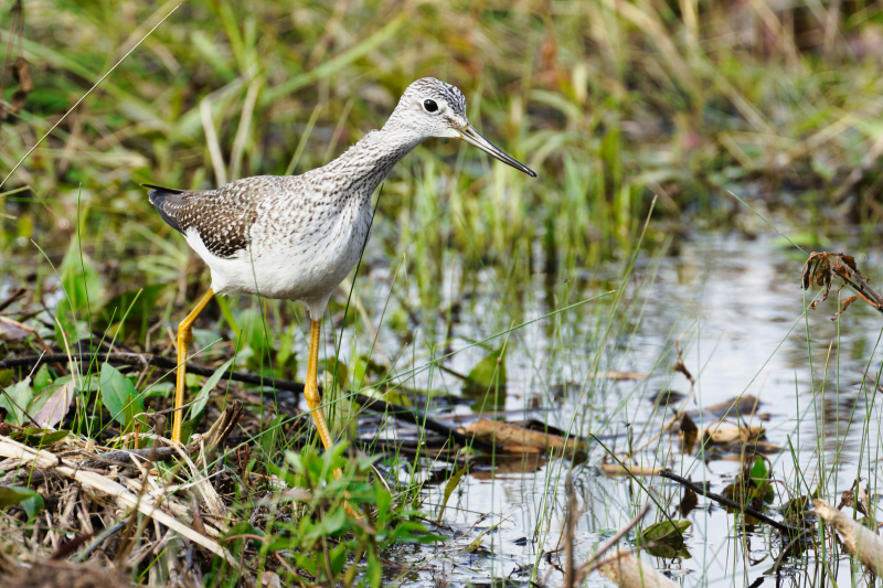 A Greater Yellowleg On The Hunt For Food