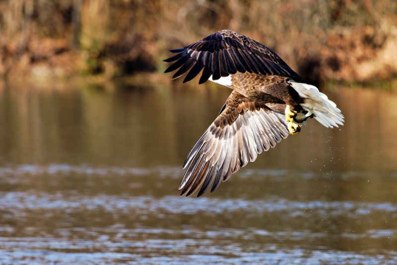 A Bald Eagle Secures A Crappie In Its Sharp Talons