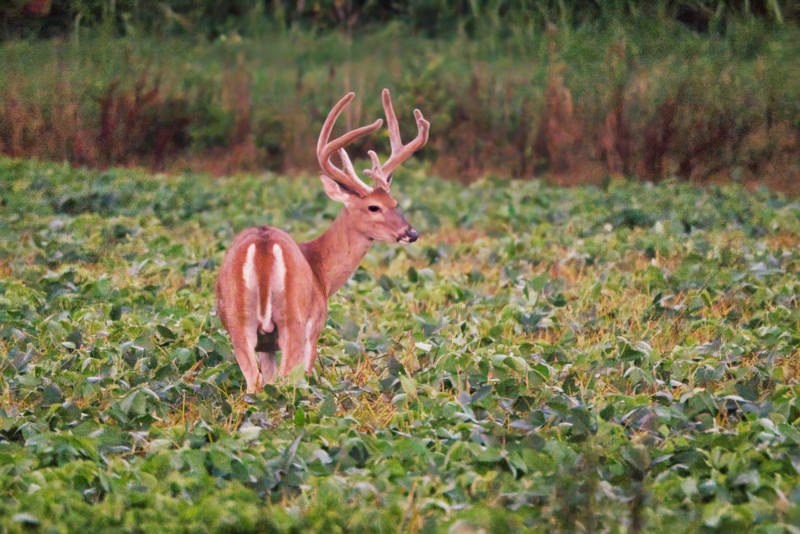 A Majestic 9-Point Whitetail Buck
