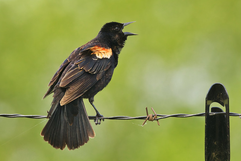 A Male Red-winged Blackbirds Unusual Plumage