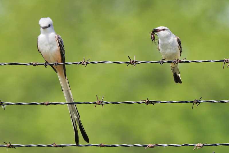 A Pair Of Scissor-tailed Flycatchers