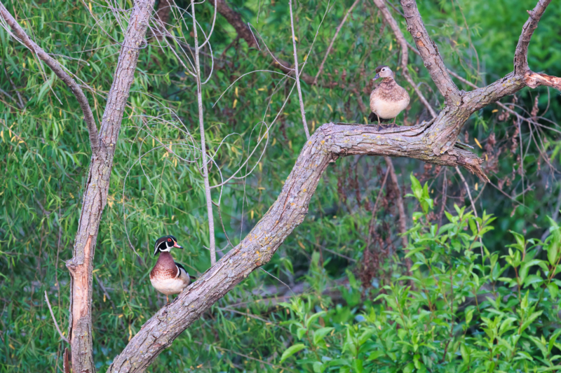 A Pair Of Wood Ducks In A Willow Tree