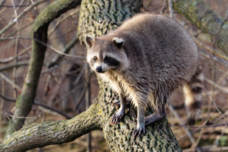 A Portly Raccoon