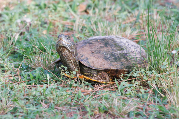 Red-eared Sliders - Steve Creek Wildlife Photography