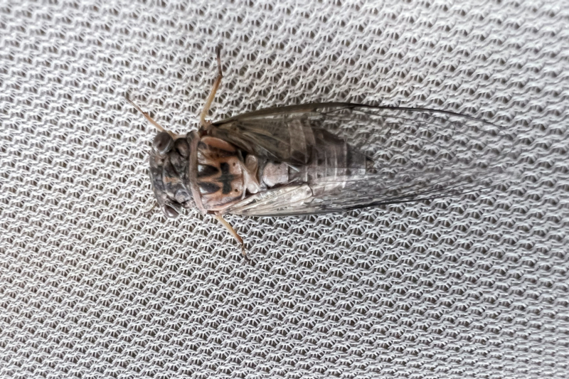 A Small Cicada Inside My Pickup