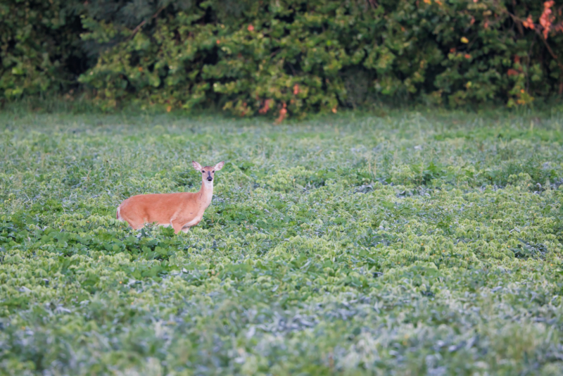 A Whitetail Doe Getting Ready Squat in a Field