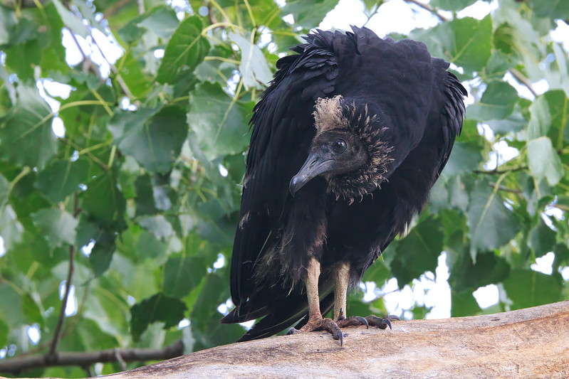 A Young Black Vulture In A Tree
