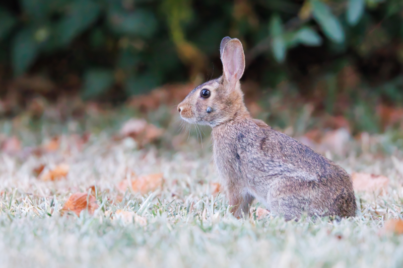 A Young Cottontail Rabbit With A Tick