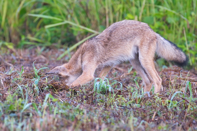 A Young Coyote Pup Mousing