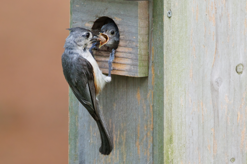 A Young Tufted Titmouse Being Fed