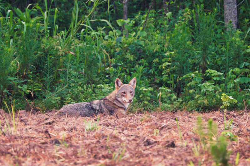 Adult Coyote Resting