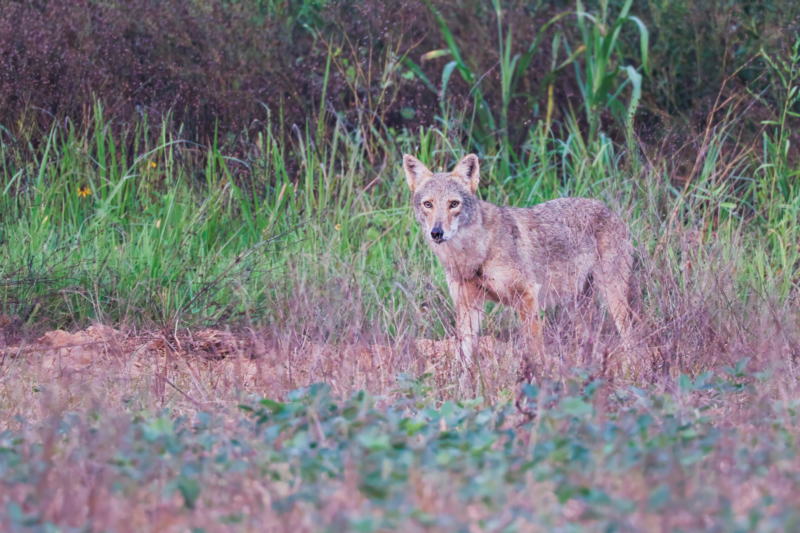 Adult Coyote Standing On Fresh Disced Field