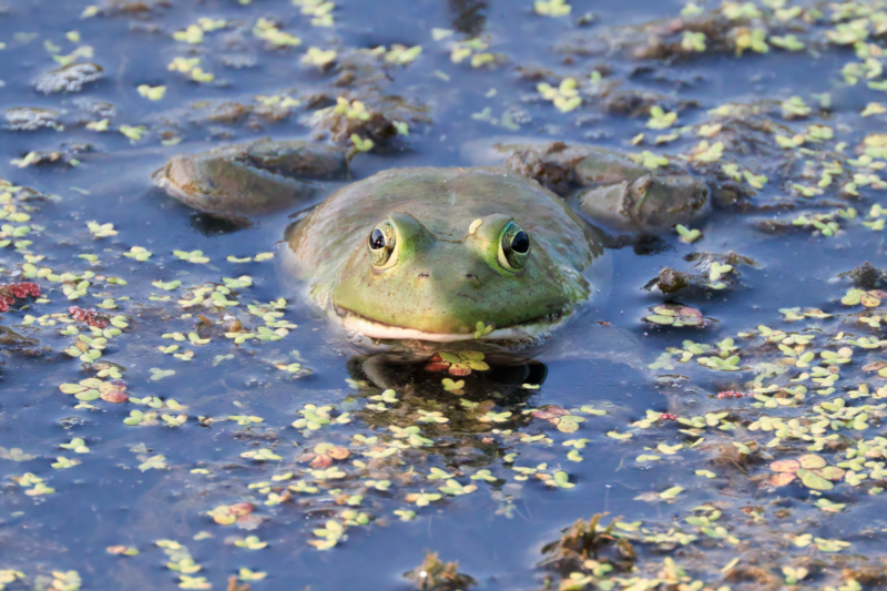 American Bullfrog Partially Submerged In Water